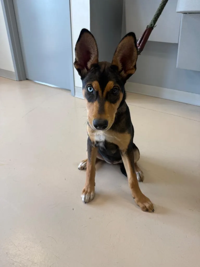A baby medium-sized female Doberman Pinscher dog named Poppy for adoption in Belton, TX