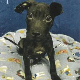 A baby medium-sized male Black Mixed Breed dog named Mick for adoption in Cumberland, RI