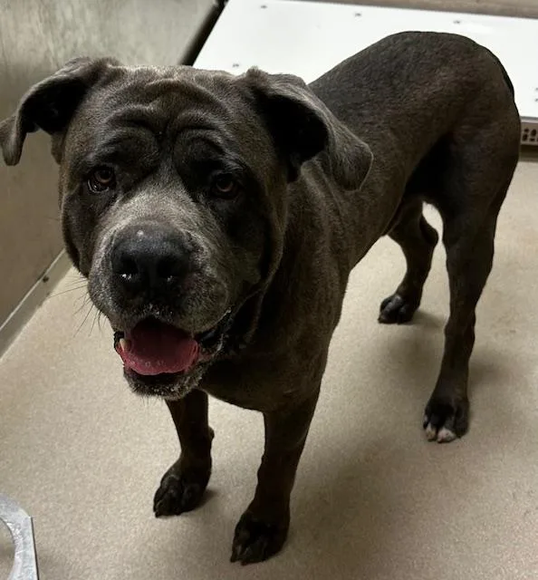 An adult extra large-sized male Gray / Blue / Silver Mastiff dog named Bogart for adoption in Lake Dallas, TX