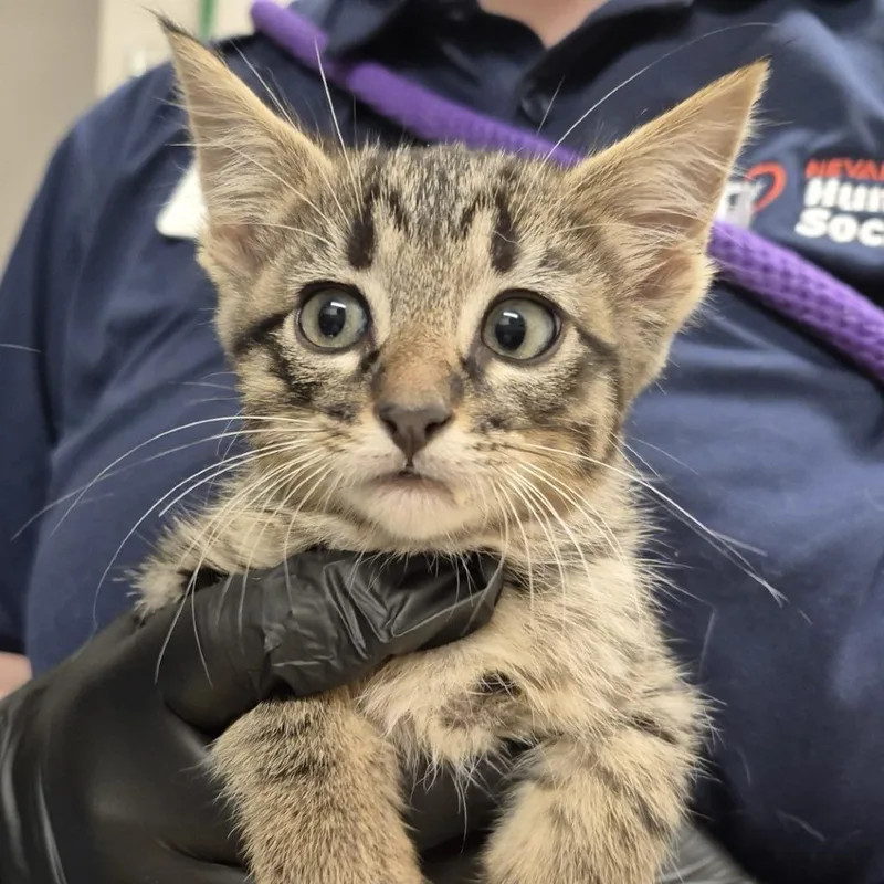 A baby small-sized male Brown / Chocolate Domestic Short Hair cat named High Noon for adoption in Reno, NV