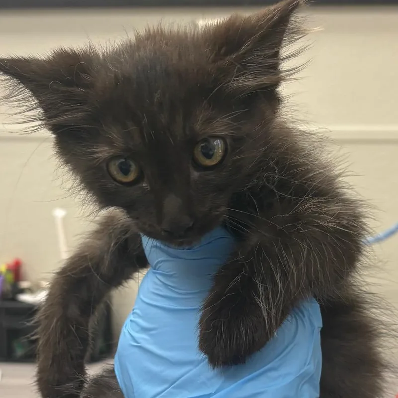 A baby small-sized male Black Domestic Short Hair cat named Earth for adoption in Columbiana, AL