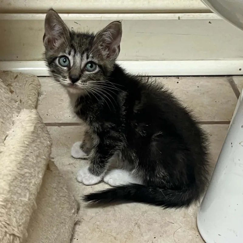 A baby small-sized male Brown / Chocolate Domestic Short Hair cat named Parcel for adoption in Bastrop, TX