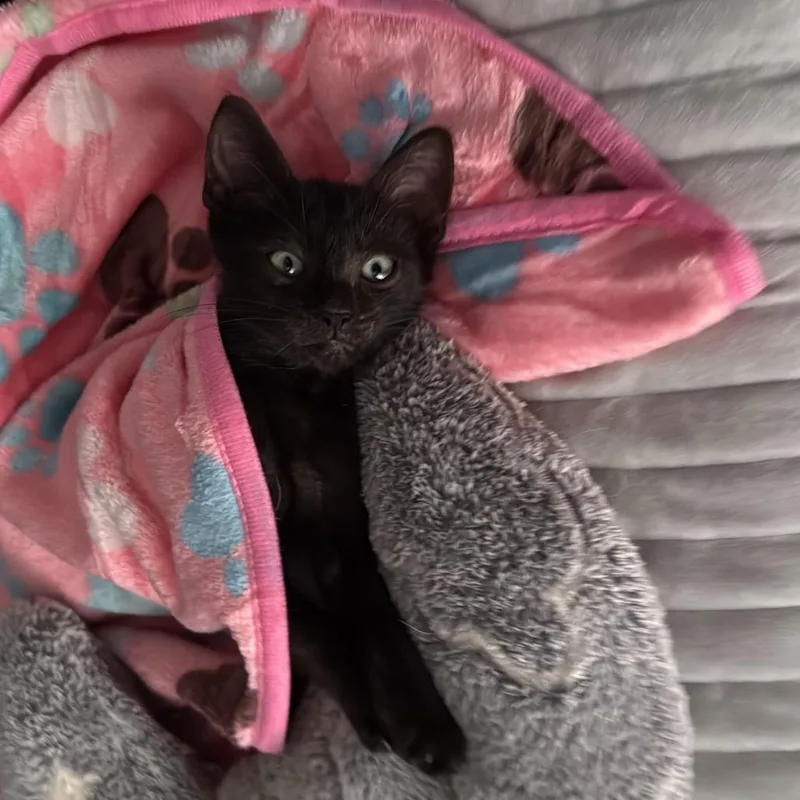 A baby small-sized male Black Domestic Short Hair cat named Bruno for adoption in Miami, FL