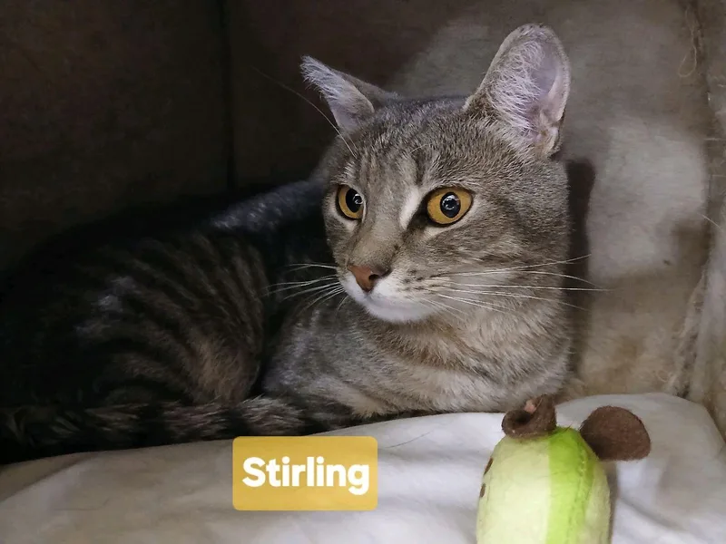 An adult medium-sized male Tabby (Gray / Blue / Silver) Domestic Short Hair cat named Sterling for adoption in Philadelphia, PA