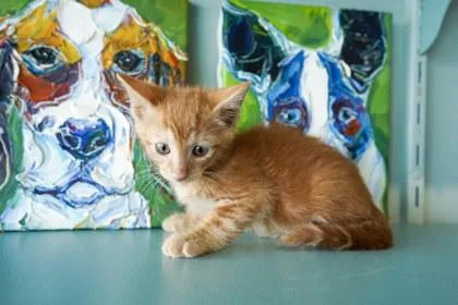 A baby small-sized male Domestic Short Hair cat named Cheeto for adoption in San Antonio, TX