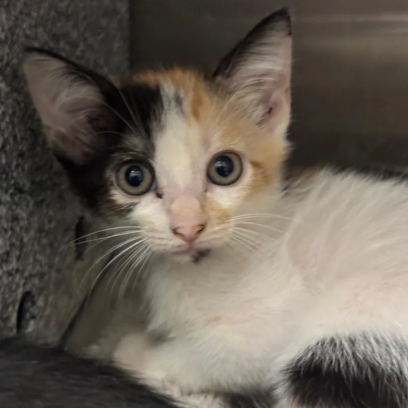 A baby small-sized female White Domestic Short Hair cat named Dots for adoption in League City, TX