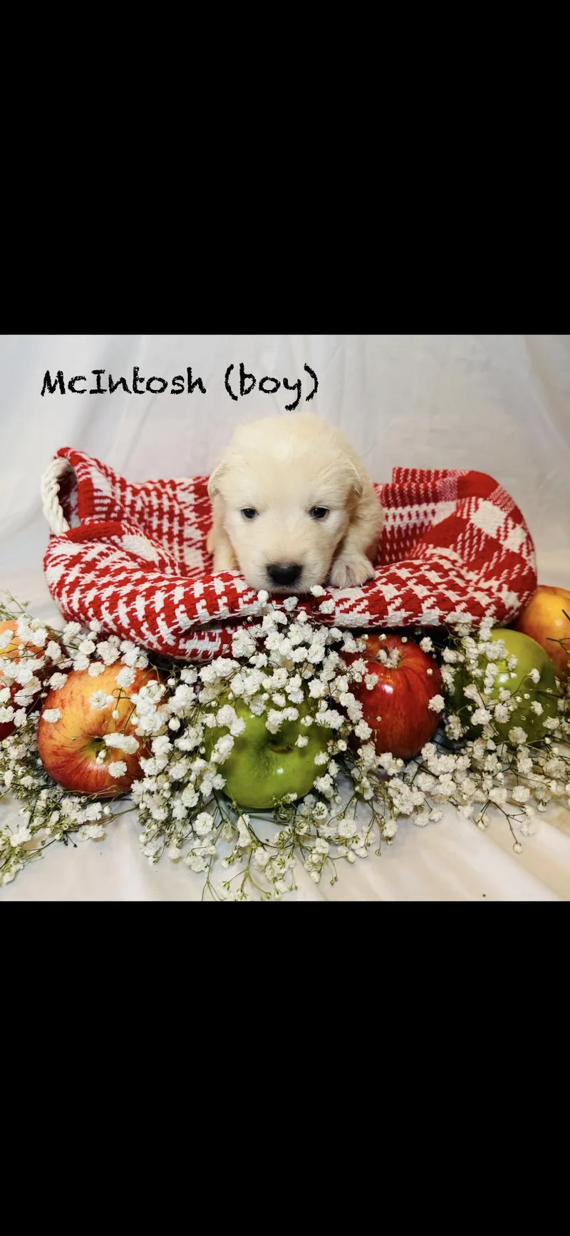 A baby large-sized male Anatolian Shepherd dog named Mcintosh Htx for adoption in Quinlan, TX