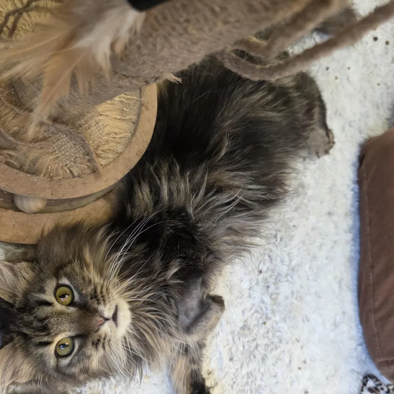 A baby medium-sized male Maine Coon cat named Gideon for adoption in Moriches, NY