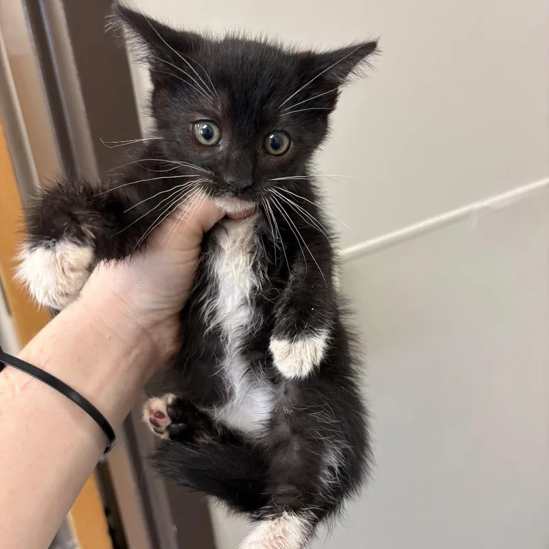 A baby small-sized male Black Domestic Short Hair cat named Flower for adoption in Columbiana, AL