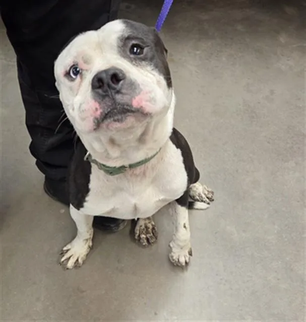 An adult large-sized male American Bulldog dog named Big Mac for adoption in Phoenix, AZ