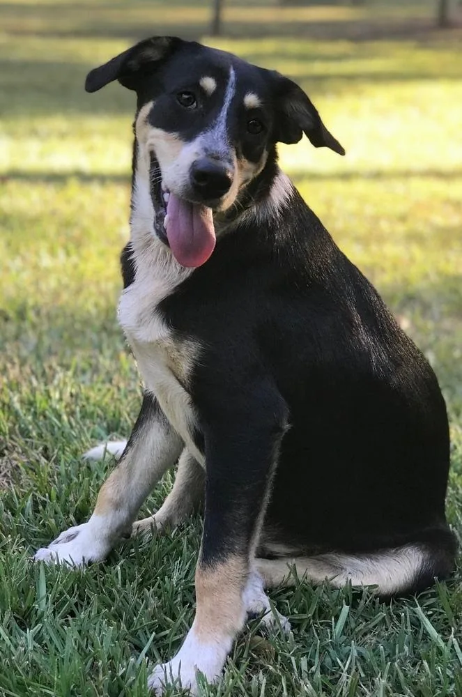 Roscoe P Coltrane thumbnail 2