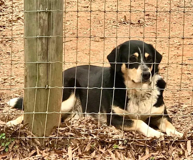 Roscoe P Coltrane thumbnail 6