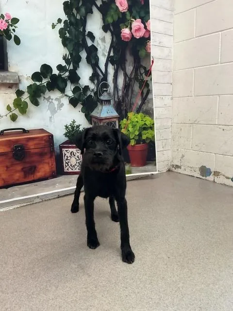 A young medium-sized female Chihuahua dog named Cheyenne for adoption in San Bernardino, CA