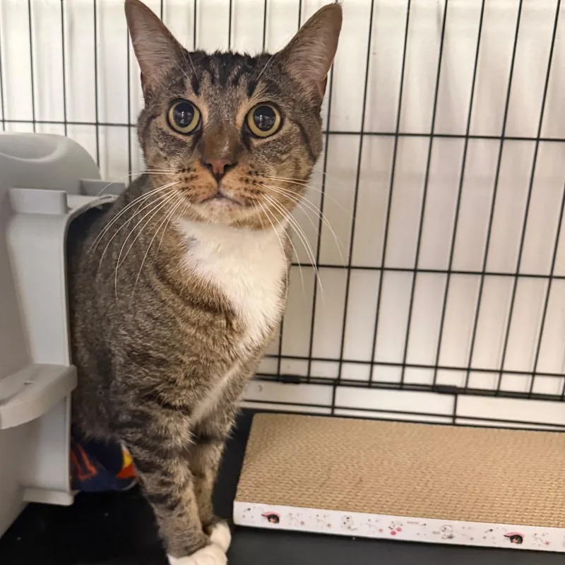 An adult extra large-sized male Brown / Chocolate Domestic Short Hair cat named Arizona for adoption in Houston, TX