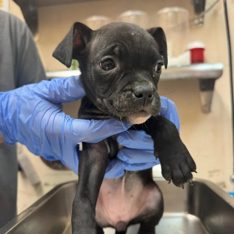 A baby small-sized female Black Pug dog named Opal for adoption in Birmingham, AL