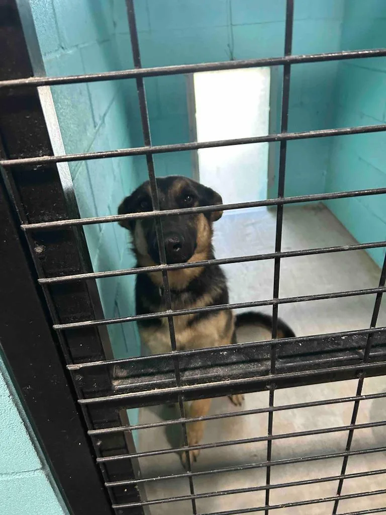 A young large-sized female German Shepherd Dog dog named Freya for adoption in Glen Rose, TX