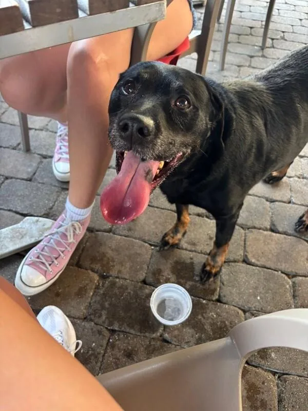 A senior large-sized male Black Mixed Breed dog named Marko for adoption in Cincinnati, OH