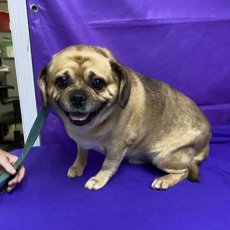 An adult medium-sized male Yellow / Tan / Blond / Fawn Pug dog named Bart for adoption in North Myrtle Beach, SC