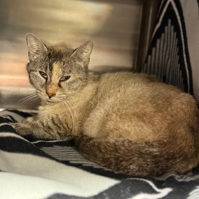 A senior medium-sized female Torbie Domestic Short Hair cat named Eggdrop for adoption in Pauls Valley, OK
