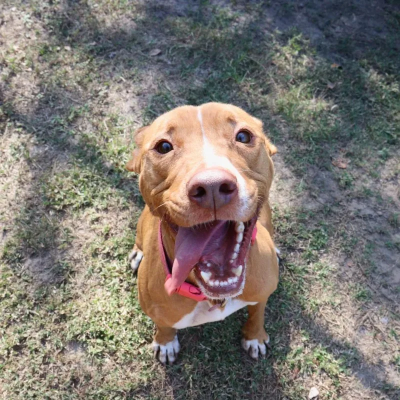 An adult medium-sized female Yellow / Tan / Blond / Fawn English Bulldog dog named Daisy for adoption in Lakeland, FL
