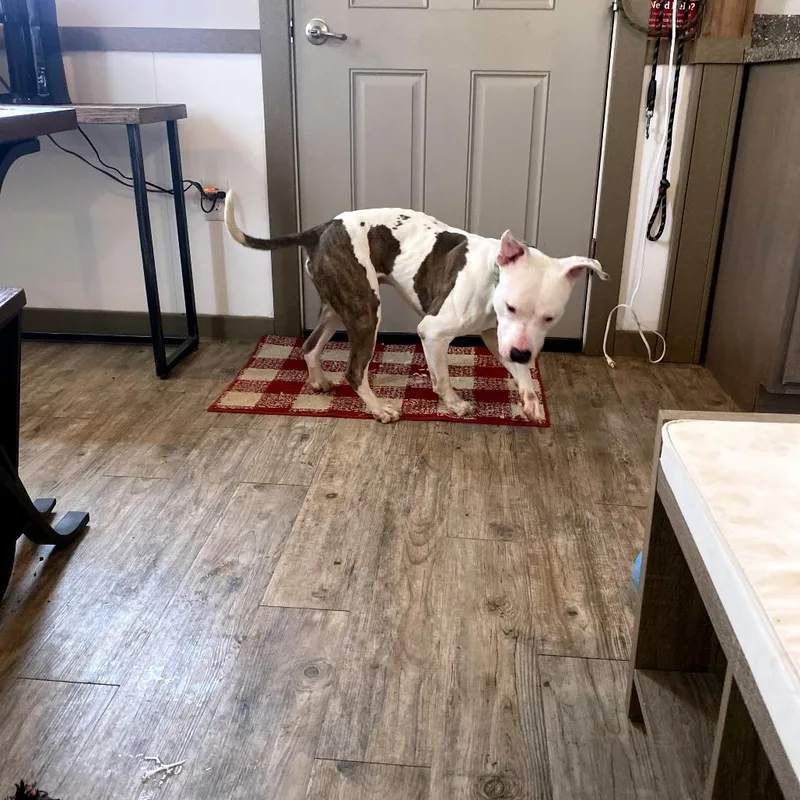An adult medium-sized male White / Cream Pit Bull Terrier dog named Draco for adoption in Green Bay, WI
