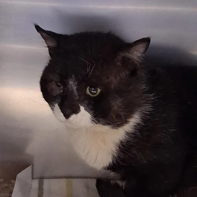 An adult large-sized male Black Domestic Short Hair cat named Nemo for adoption in Allentown, PA