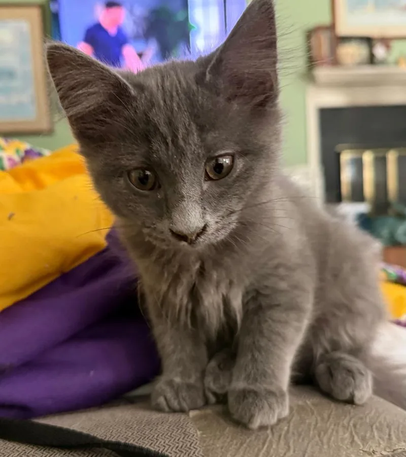 A baby medium-sized female Domestic Long Hair cat named Moppet for adoption in Youngsville, NC