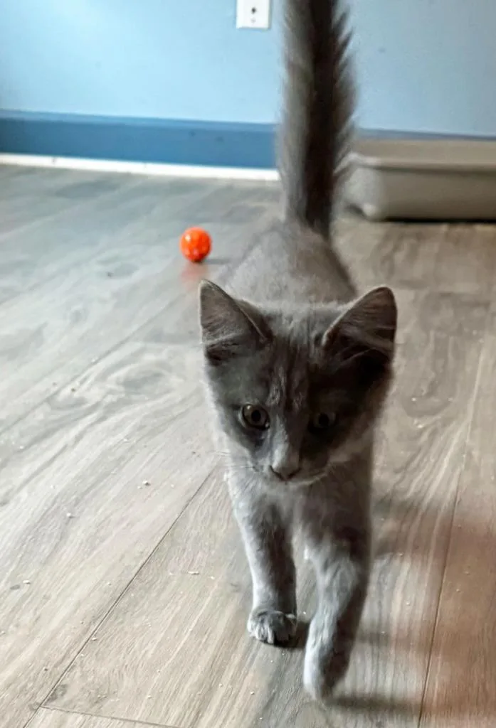 Moppet thumbnail 2