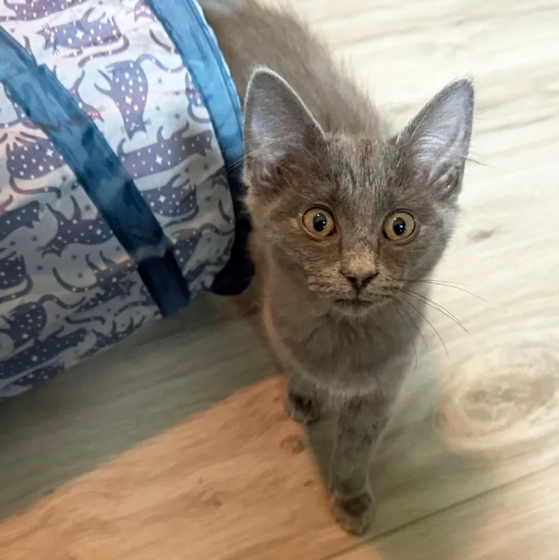 Moppet thumbnail 3