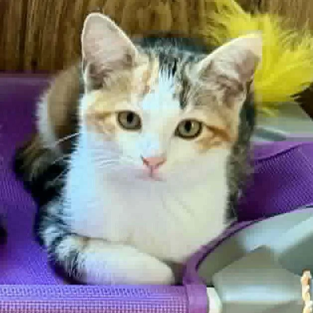 A baby small-sized female Calico Domestic Short Hair cat named Honey Honey for adoption in Aldie, VA