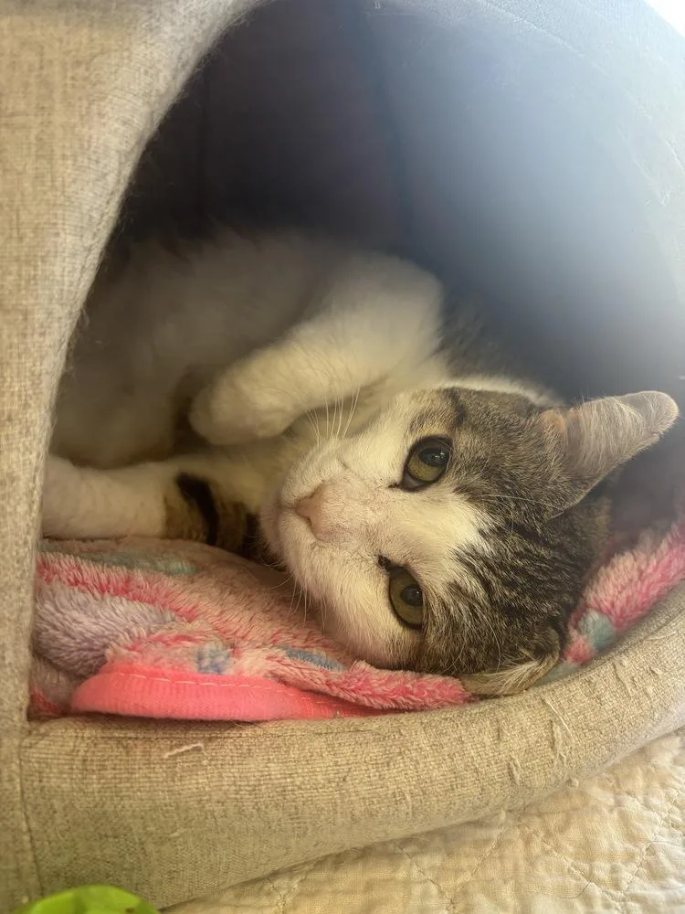 An adult large-sized male Domestic Short Hair cat named Moose for adoption in Clinton Township, MI