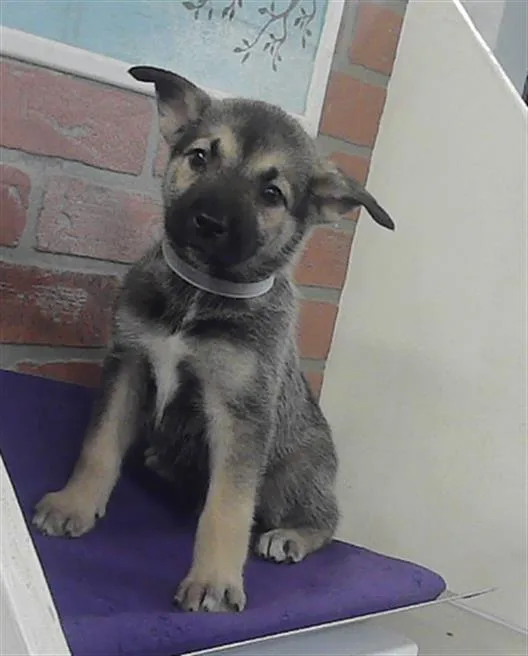 A baby small-sized male German Shepherd Dog dog named Teddy for adoption in Houston, TX