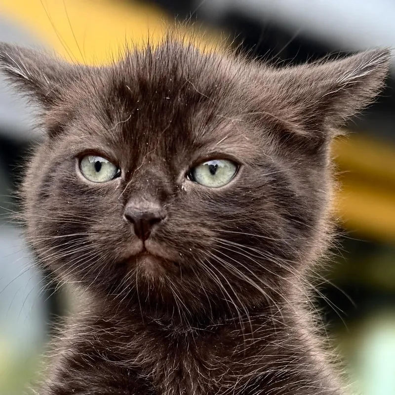 A baby medium-sized female Domestic Medium Hair cat named Baby Bell for adoption in Hillsborough, NJ