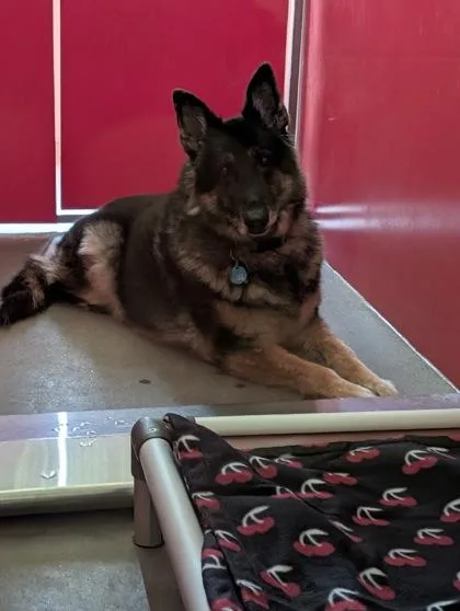 An adult large-sized female German Shepherd Dog dog named Kya for adoption in Independence, MO