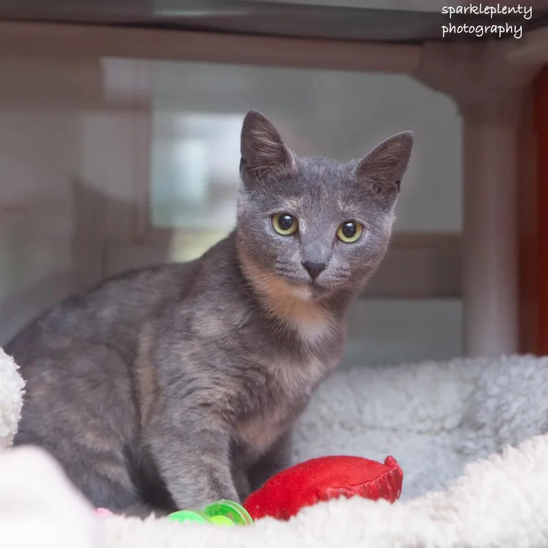 A baby medium-sized female Dilute Tortoiseshell Domestic Short Hair cat named Bruma for adoption in Ridgefield, CT