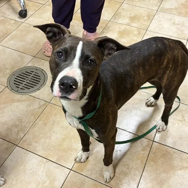 A young large-sized female Pit Bull Terrier dog named Flop for adoption in Troutdale, OR