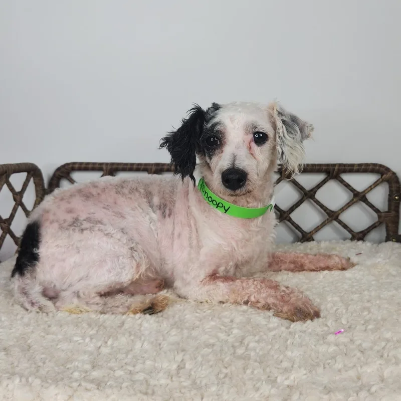 An adult small-sized male Miniature Poodle dog named Snoopy for adoption in Fort Wayne, IN