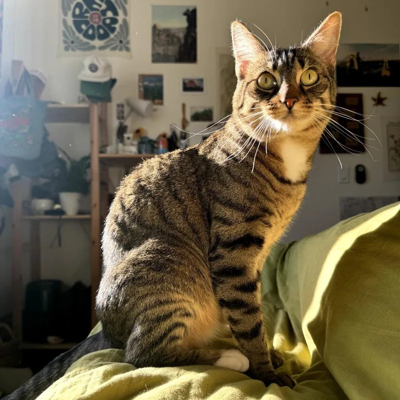 An adult medium-sized female Brown / Chocolate Domestic Short Hair cat named Pickles for adoption in San Diego, CA