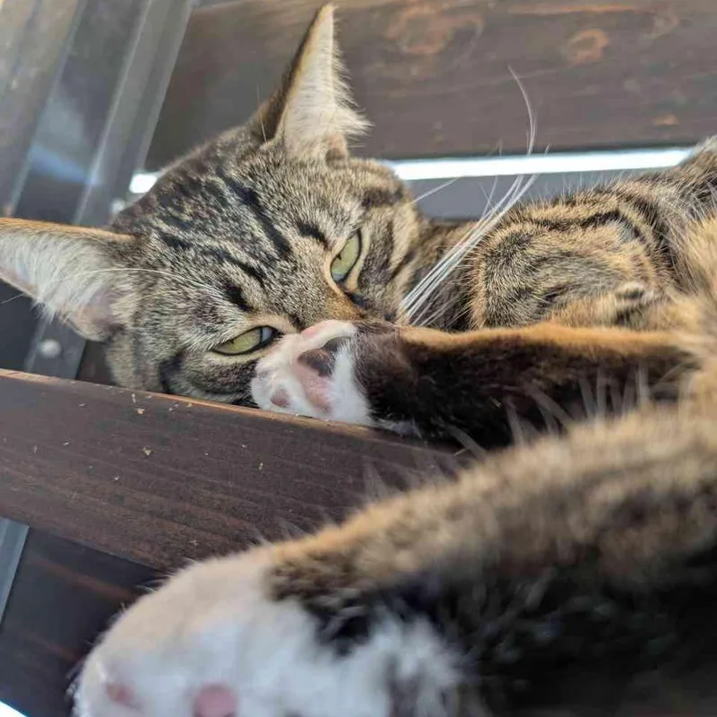 Pickles thumbnail 3