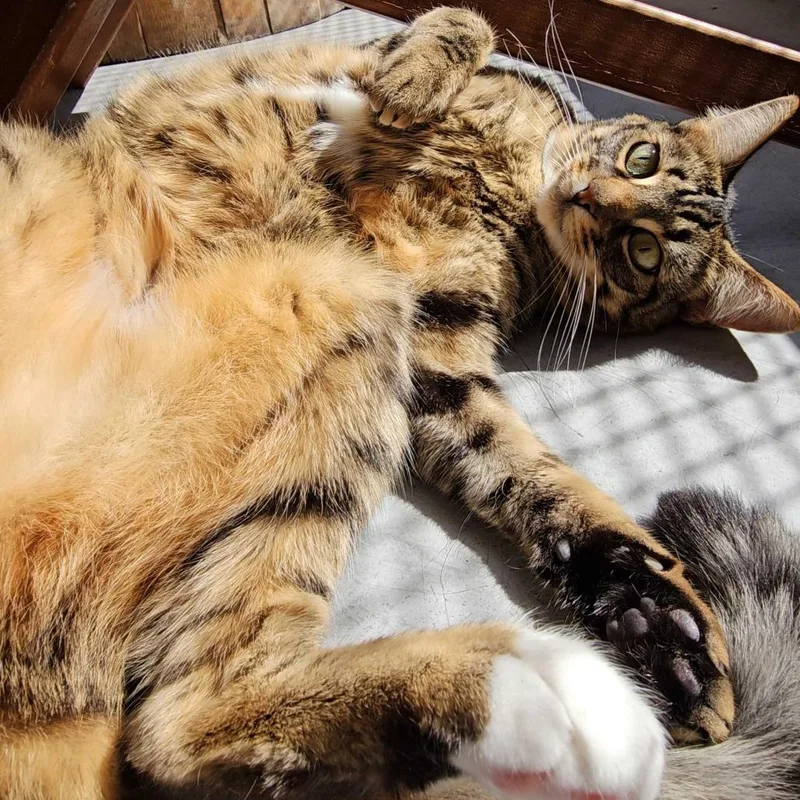 Pickles thumbnail 4