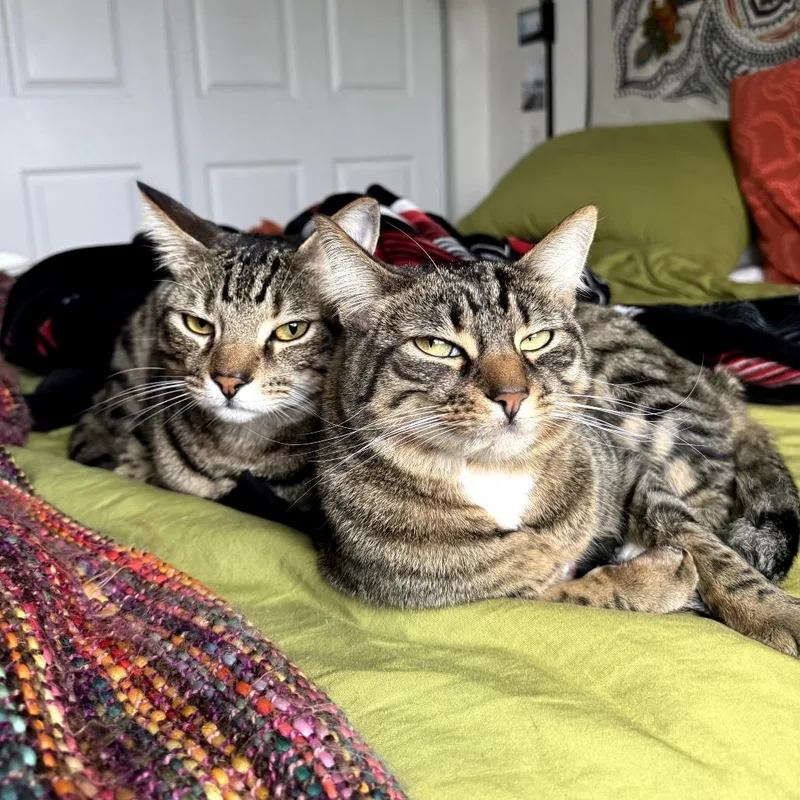 Pickles thumbnail 5