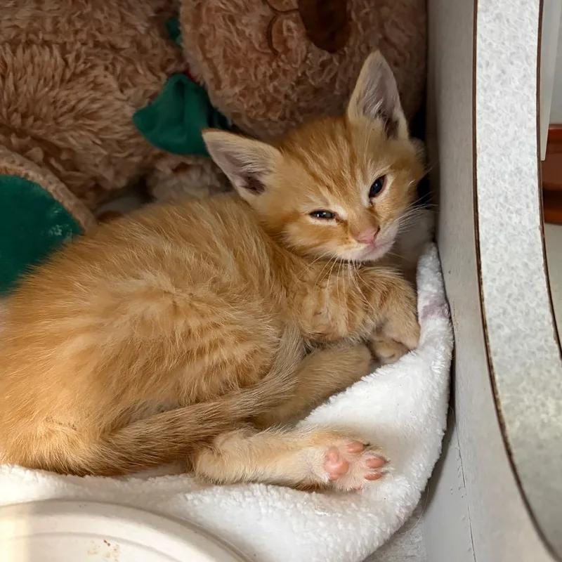 A baby small-sized male Orange / Red Domestic Short Hair cat named Cheese Whiz for adoption in Long Beach, CA