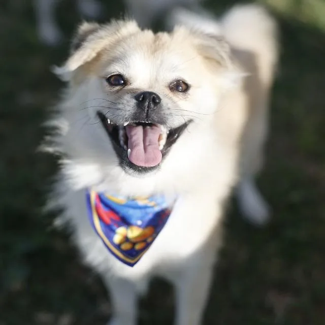 Viv