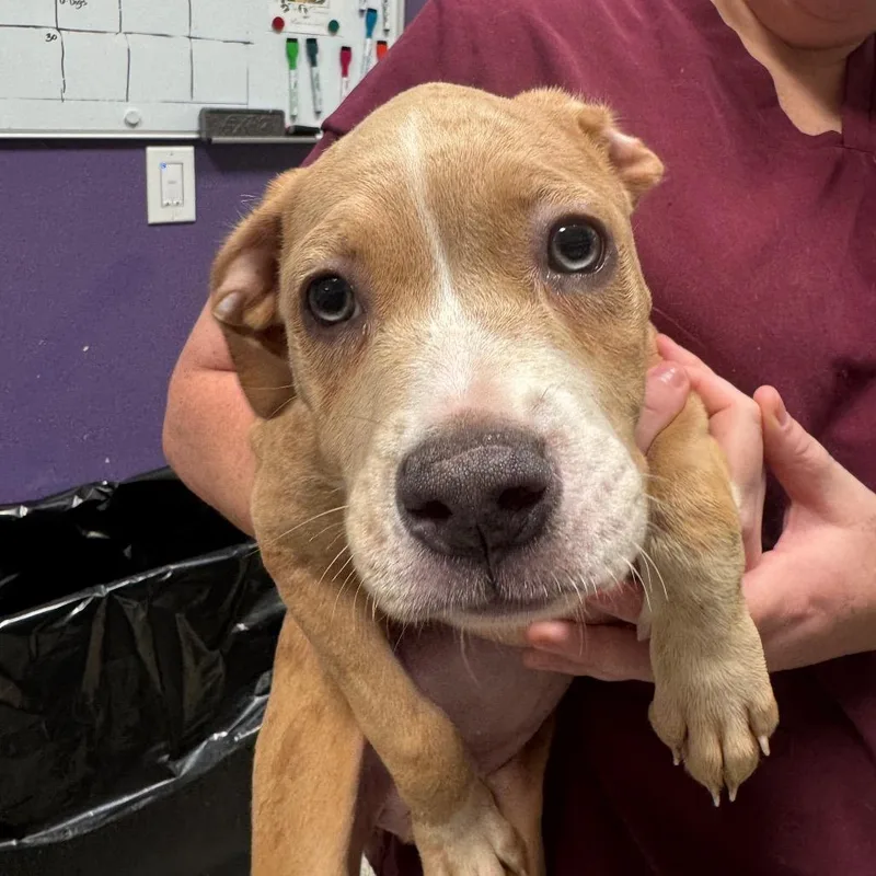 A baby medium-sized female Yellow / Tan / Blond / Fawn Catahoula Leopard Dog dog named Princess for adoption in Englewood, FL