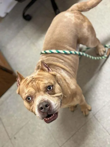 A young medium-sized male Mixed Breed dog named Supra for adoption in Hobart, IN