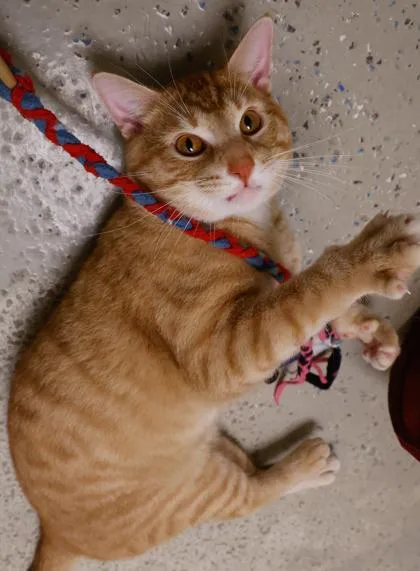 A young medium-sized male Domestic Short Hair cat named Moto Moto for adoption in Verona, WI