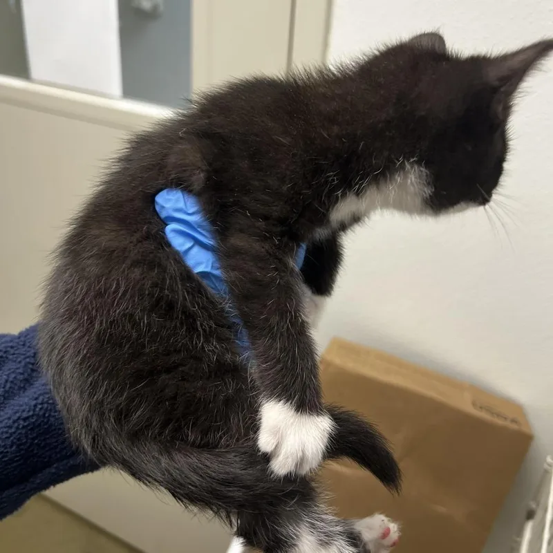 A baby small-sized male Black Domestic Short Hair cat named 72910 for adoption in Harrisonburg, VA