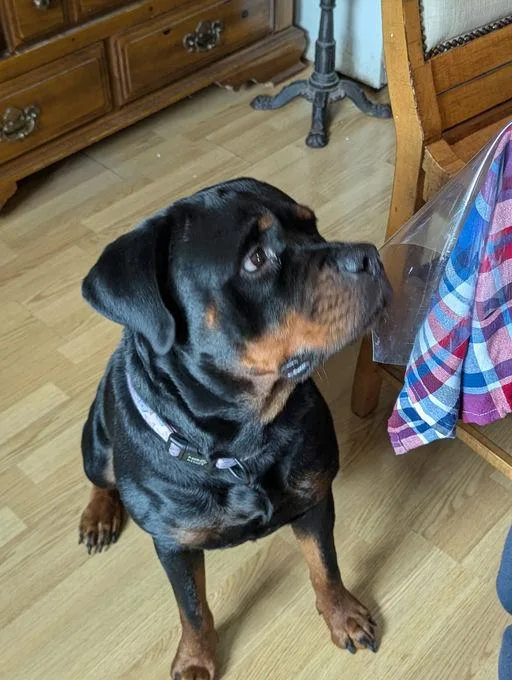 An adult large-sized female Rottweiler dog named Lucymoomoo for adoption in Lincoln, NE