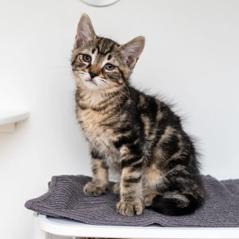 A baby small-sized male Brown / Chocolate Domestic Short Hair cat named Van Leeuwen for adoption in New York, NY