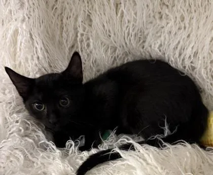 A baby small-sized female Domestic Short Hair cat named Rhapsody for adoption in Conway, SC